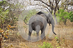 Furious elephant photo