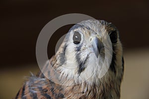 Furious falcon