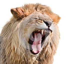 Furious lion