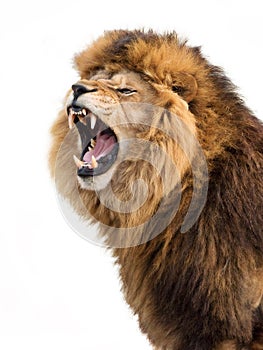 Furious lion