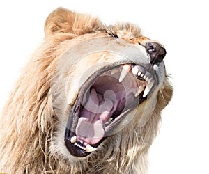 Furious lion male