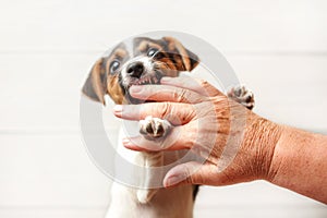 Furious looking Jack Russell terrier puppy biting senior woman hand