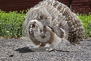 Furious nestling long-eared owl, Asio otus