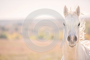 Furious Palomino horse