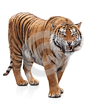 Furious tiger