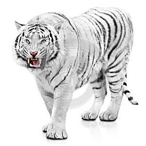 Furious white tiger