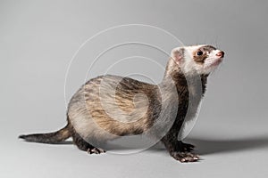 Furious young ferret on grey background