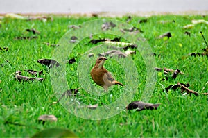 A Furnarius rufus bird on the grass in the park photo
