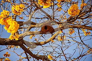 Furnarius rufus and Handroanthus albus.