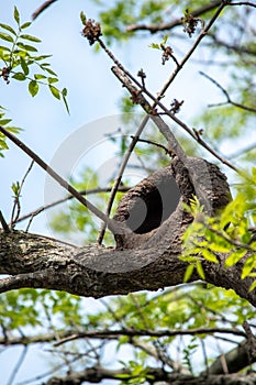 Furnarius rufus  nest in the branches of a tree. Hornero photo