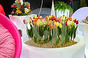 Furniture made of plastic. Yellow-red tulips grow in a white plastic flowerbed, with a red plastic chair standing nearby. There is