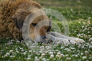 A furred street dog sleeping on the grass full of flowers