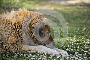 A furred street dog sleeping on the grass full of flowers