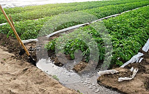 Furrow irrigation of potato plantations. Irrigation system to a farm field. Agriculture industry. Clean water resources in farming