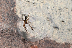 Furrow Orb-weaver, Larinioides cornutus spider in its web waiting for prey to be caught.
