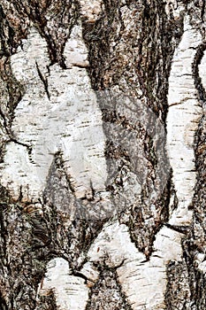 Furrowed bark on mature trunk of birch tree