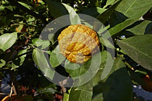 furrowed bitter orange