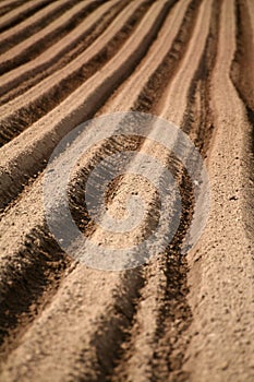 Furrows photo