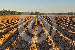 Furrows in Red Earth