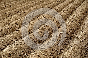 Furrows row pattern in a plowed field prepared for planting crops in spring. Horizontal view in perspective