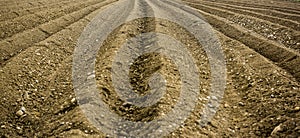 Furrows rows in a plowed field prepared for planting potatoes crops in spring.