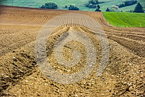 Furrows rows in a plowed field prepared for planting potatoes crops in spring.