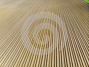 Furrows rows in a plowed field prepared for planting potatoes crops in spring.