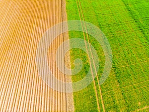 Furrows rows in a plowed field prepared for planting potatoes crops in spring.