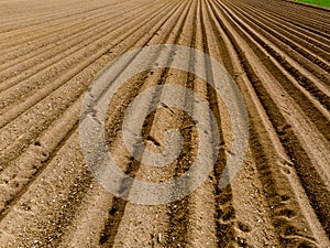 Furrows rows in a plowed field prepared for planting potatoes crops in spring.