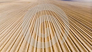 Furrows rows in a plowed field prepared for planting potatoes crops in spring.