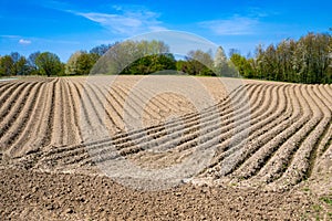 Furrows in spring, agrarian ploughed field with curved and straight lines under blue sky.