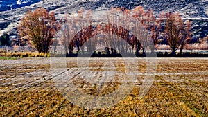 Furrows and Trees