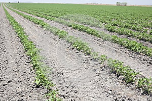 Furrows of young tomatoes plants photo