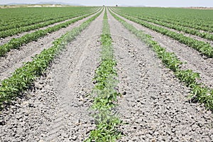 Furrows of young tomatoes plants photo