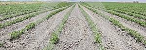 Furrows of young tomatoes plants photo