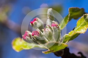 Furry apple flowers in spring sun on blue sky - extreme macro