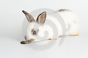 Furry baby bunny with cookie on isolated. Adorable tiny rabbit bunny white and brown hungry eating cookie carrot while sitting