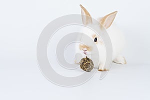 Furry baby bunny feeding carrot cookie on isolated background. Adorable tiny rabbit white and brown bunny hungry eating cookie