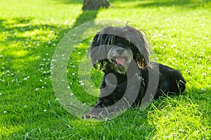 Furry black dog laid on the grass