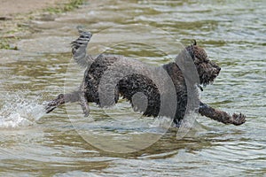 Furry Black Dog running into the water