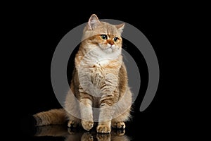 Furry British breed Cat Gold Chinchilla Isolated Black Background