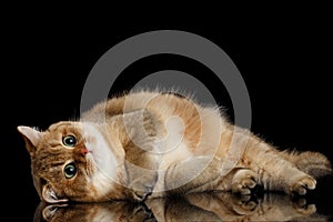 Furry British breed Cat Gold Chinchilla Isolated Black Background