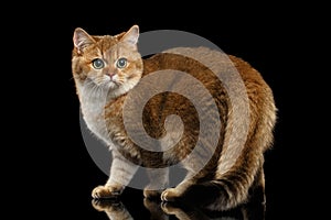 Furry British breed Cat Gold Chinchilla Isolated Black Background