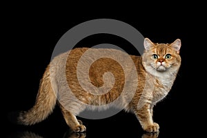 Furry British breed Cat Gold Chinchilla Isolated Black Background