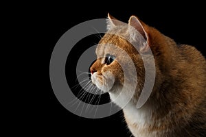 Furry British breed Cat Gold Chinchilla Isolated Black Background