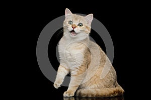 Furry British breed Cat red color on Isolated Black Background