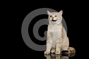 Furry British breed Cat red color on Isolated Black Background