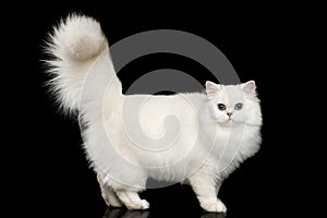 Furry British breed Cat white color on Isolated Black Background