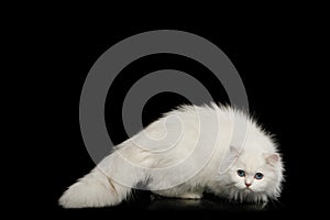 Furry British breed Cat white color on Isolated Black Background