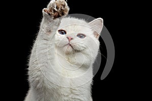 Furry British breed Cat white color on Isolated Black Background